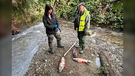 Is pollution prematurely killing salmon in a Fraser Valley creek?