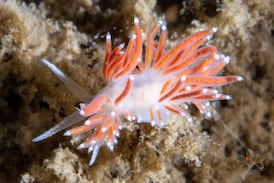 Underwater photographer captures colourful images of sea life in Halifax Harbour