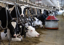 OECD recommends Canada reform supply management policy