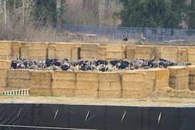 Ostriches loaded in bins after shooting cull stuns protesters 