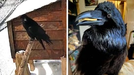 Video shows raven imitating ‘obnoxious’ human sneeze at B.C. rescue