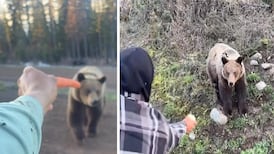 Investigation launched into videos showing men hand-feeding B.C. grizzly bear 