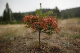 Dawson Creek, B.C. declares state of emergency over low water supply, drought