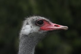 From flu outbreak to ‘Ostrichfest’ to high court, how B.C. ostrich cull saga unfolded