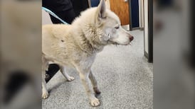Wandering dog rescued and rehomed after injury from porcupine quills