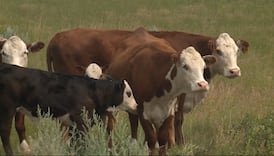 Rising cattle costs driving up beef prices, with relief still years away