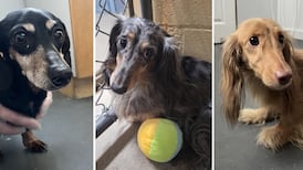 B.C. SPCA to recommend charges against ‘irresponsible’ dachshund breeder