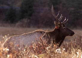  Collision with elk leaves B.C. motorcyclist dead, police say