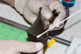 B.C. bats ‘do not know the border’ — and Trump funding cuts may put them in peril