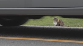 Canadian border-jumping cat becomes local legend in B.C. community