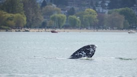 Crowding grey whale off Vancouver coast could cause ‘live stranding,’ officials warn 