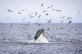 B.C. marine scientist says whale strikes ‘almost inevitable,’ urges boaters to slow down