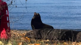 Public urged to avoid sea lion basking at Vancouver beach 