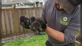 Adorable infestation: 3 baby otters removed from den beneath Richmond, B.C., shed