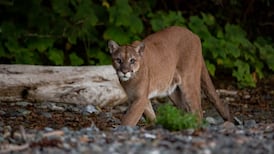 Cougar found with suspected gunshot wound on Vancouver Island: officials 