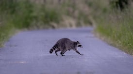 Widespread power outage in Gatineau caused by racoon entering substation: Hydro-Québec