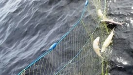 Ontario men fined, banned from fishing after incidents in provincial park