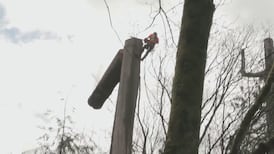 Residents challenge Stanley Park tree removals in court