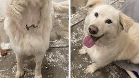 Golden retriever needed surgery to remove embedded chain from neck: B.C. SPCA