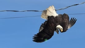 Video shows rescue of two bald eagles caught in B.C. powerlines 