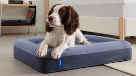 My Dog’s Casper Bed Might Be Nicer Than My Own — And I’m Not Even Mad About It
