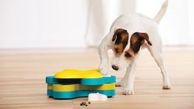 The Absolute Best Puzzle Toys For Dogs You Can Get In Canada Right Now
